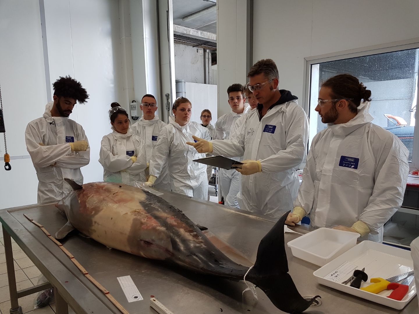 Autopsie d'un dauphin par l'équipe scientifique de l'observatoire Pélagis en présence d'éleves en 1ère BTS PGEM du Lycée Maritime et Aquacole (LMA) de La Rochelle. Autopsie d’un dauphin par l'équipe scientifique de l’observatoire Pélagis en présence d'éleves en 1ère BTS PGEM du Lycée Maritime et Aquacole (LMA) de La Rochelle.